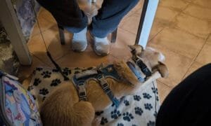 Viajar con perro