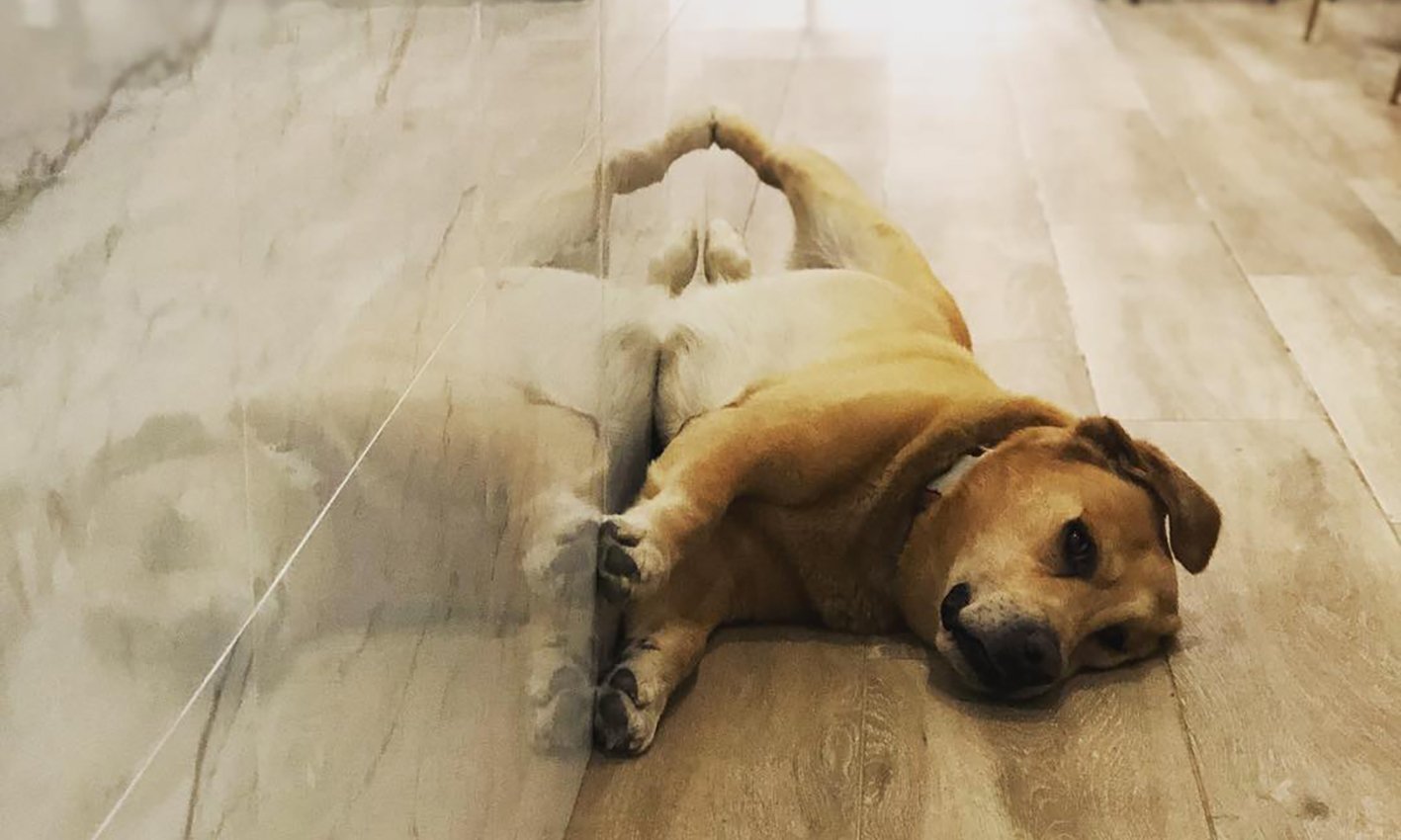 Jauja Café Pet Friendly