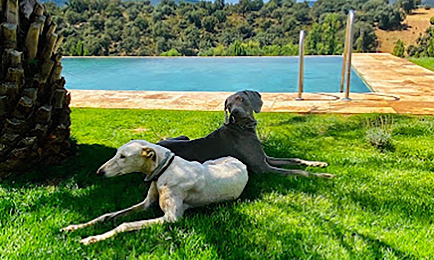 Perros Cork Valley