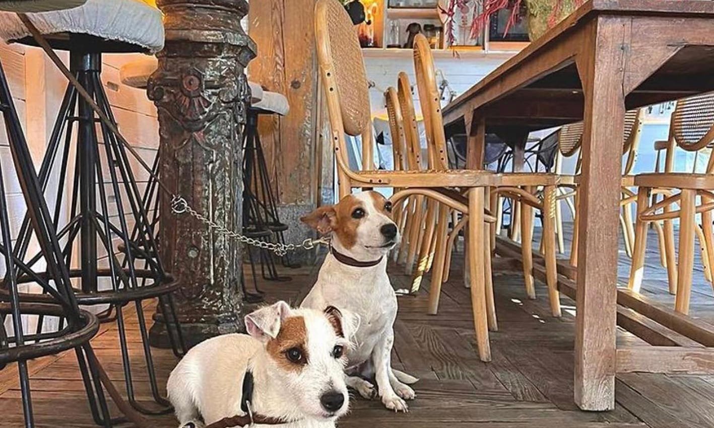 Perros El Perro y la Galleta